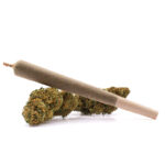 ROLLS CANNACTIVA